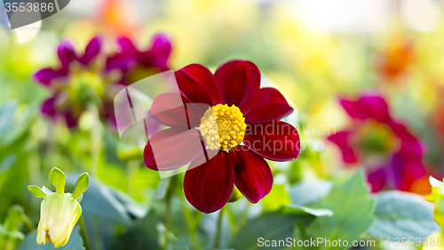 Image of Nice magenta flower on flowerbed