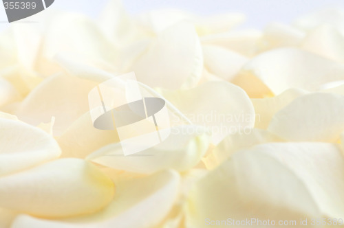 Image of Pale rose petals