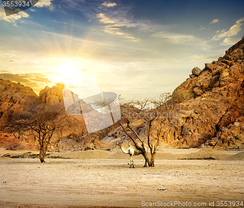 Image of Camel in mountains