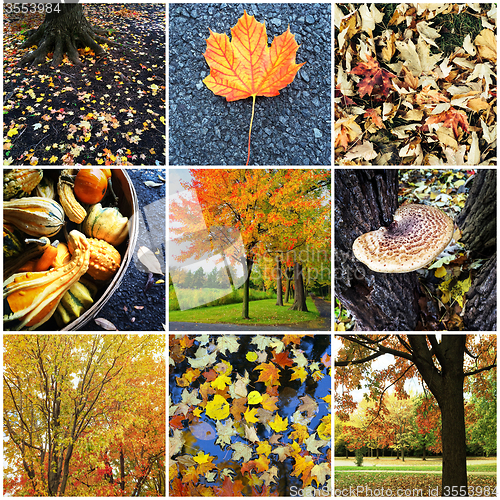 Image of Autumn nature collage
