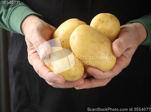 Image of Yukon gold potatoes in hands