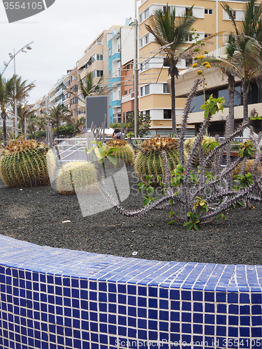 Image of cactus garden on walk promenade Las Palmas Grand Canary Island S