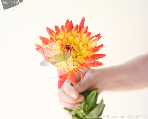 Image of orange and yellow dahlia in hand