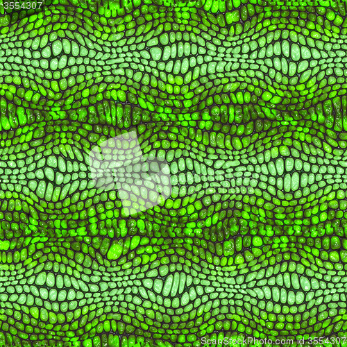 Image of Snake skin