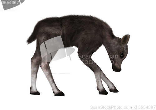 Image of Caribou Calf