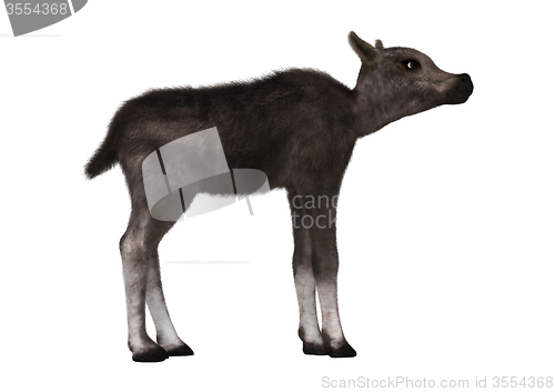 Image of Caribou Calf