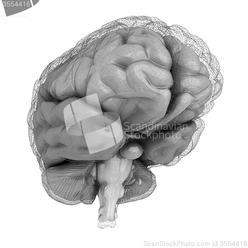 Image of Creative concept of the human brain