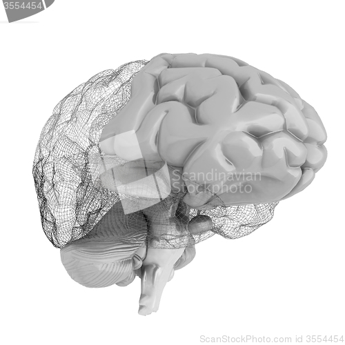 Image of Creative concept of the human brain