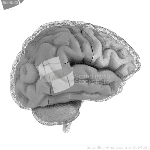 Image of Creative concept of the human brain