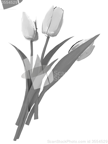 Image of Tulip flower