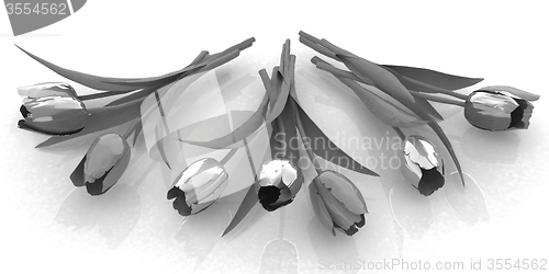 Image of Tulip flower