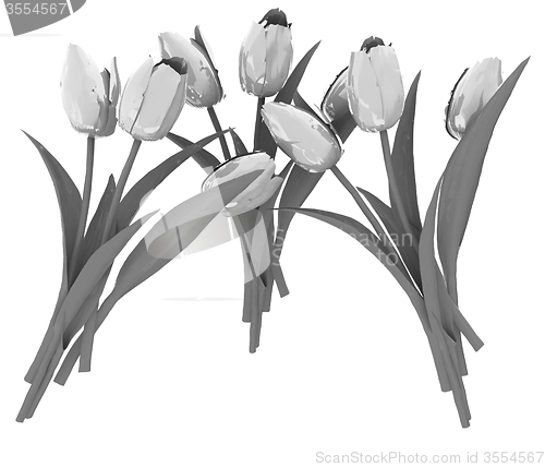 Image of Tulip flower