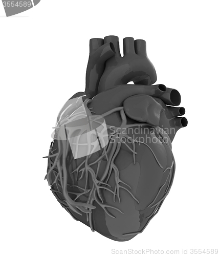 Image of Human heart