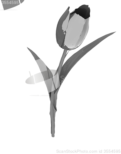Image of Tulip flower