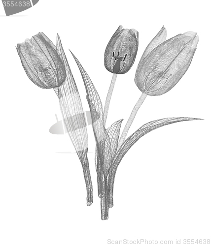 Image of Tulip flower