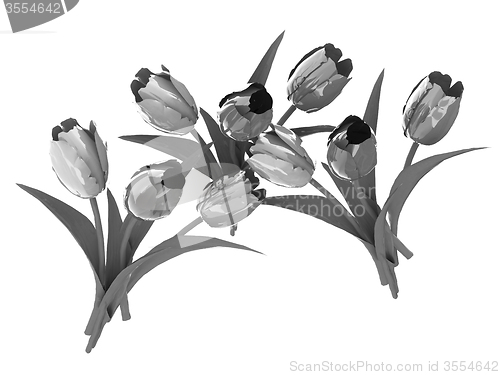 Image of Tulip flower