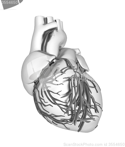 Image of Human heart