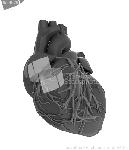 Image of Human heart