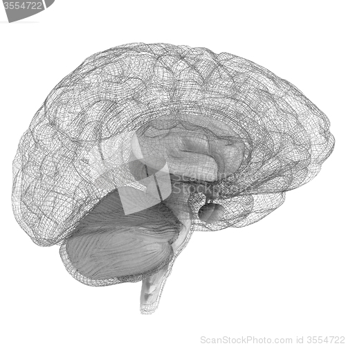 Image of Creative concept of the human brain