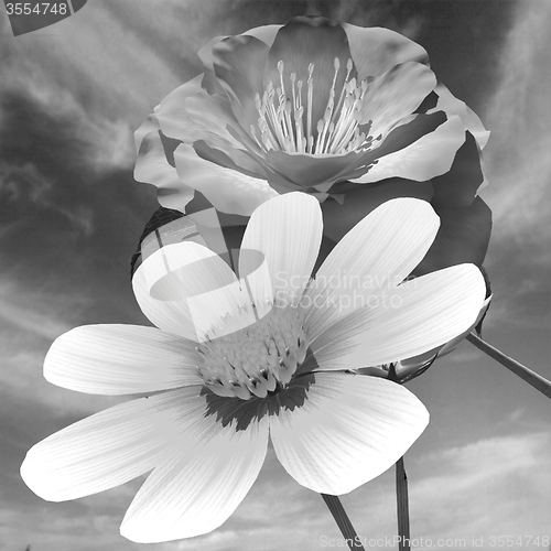 Image of Beautiful Flower against the sky 