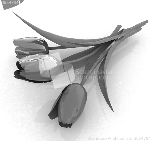Image of Tulip flower