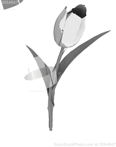 Image of Tulip flower