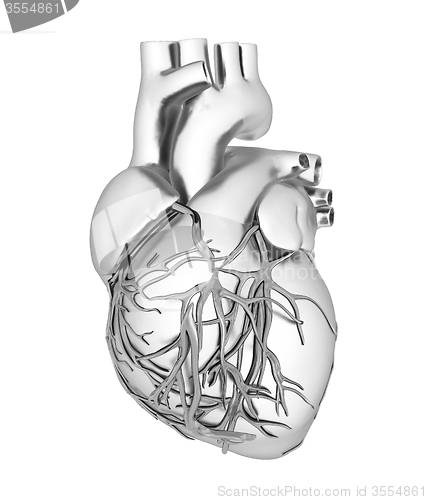 Image of Human heart