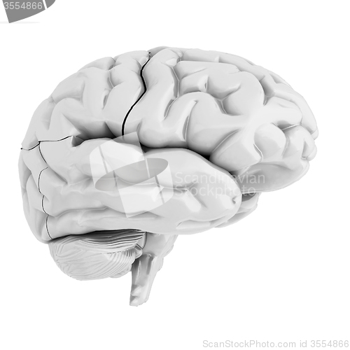 Image of human brain