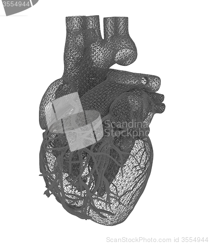 Image of Human heart