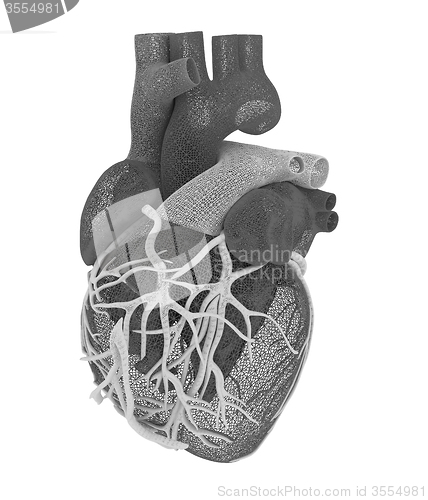 Image of Human heart