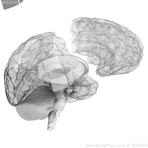 Image of Creative concept of the human brain