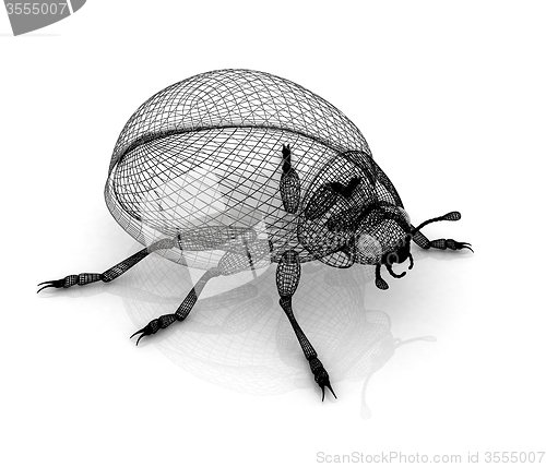 Image of beetle