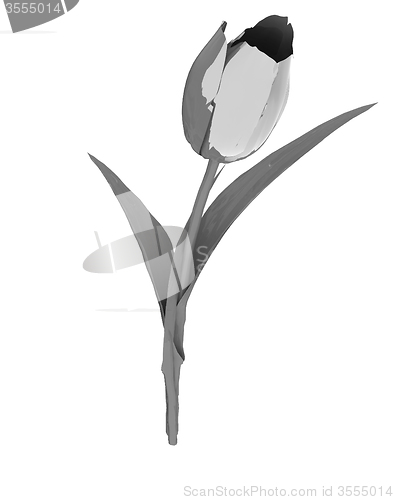 Image of Tulip flower