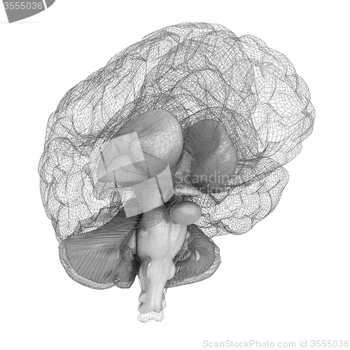 Image of Creative concept of the human brain