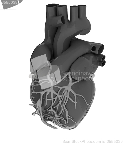 Image of Human heart