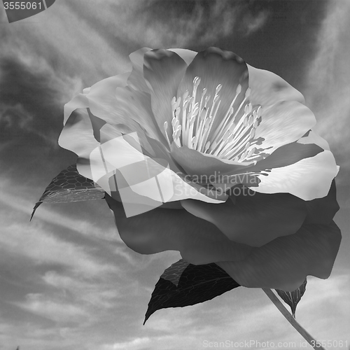 Image of Beautiful Flower against the sky 