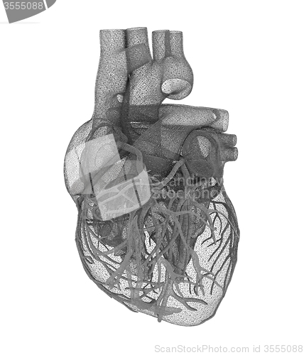 Image of Human heart