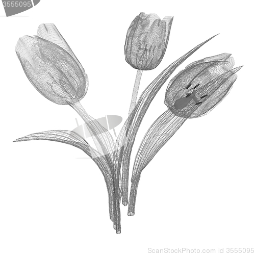 Image of Tulip flower
