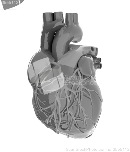 Image of Human heart