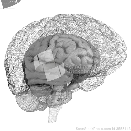 Image of Creative concept of the human brain