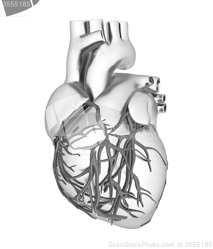 Image of Human heart
