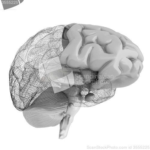 Image of Creative concept of the human brain