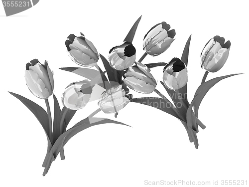 Image of Tulip flower