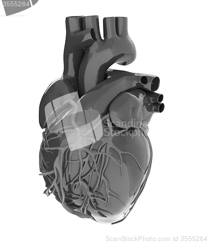 Image of Human heart