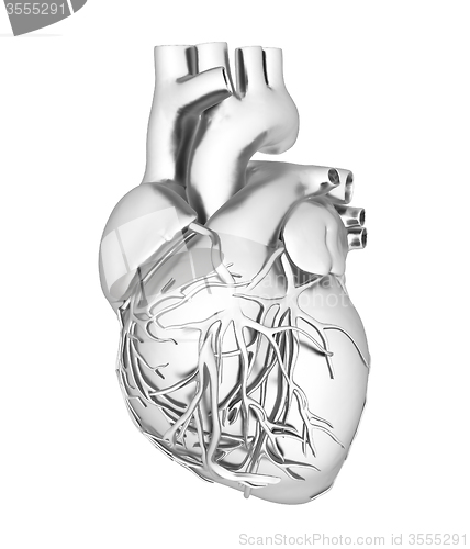 Image of Human heart