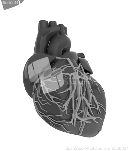 Image of Human heart