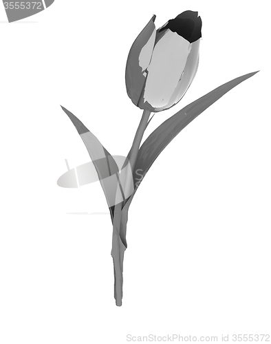 Image of Tulip flower