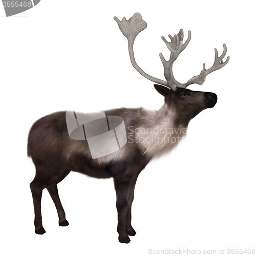 Image of Caribou