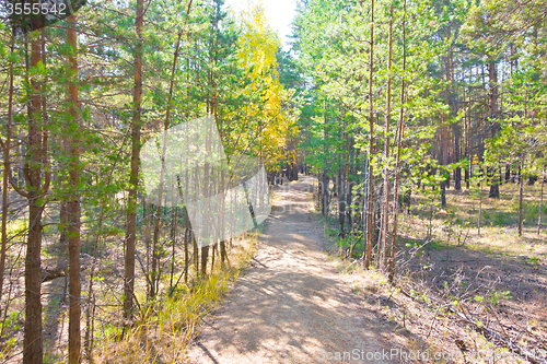 Image of autumn road