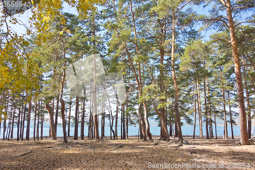 Image of pine forest